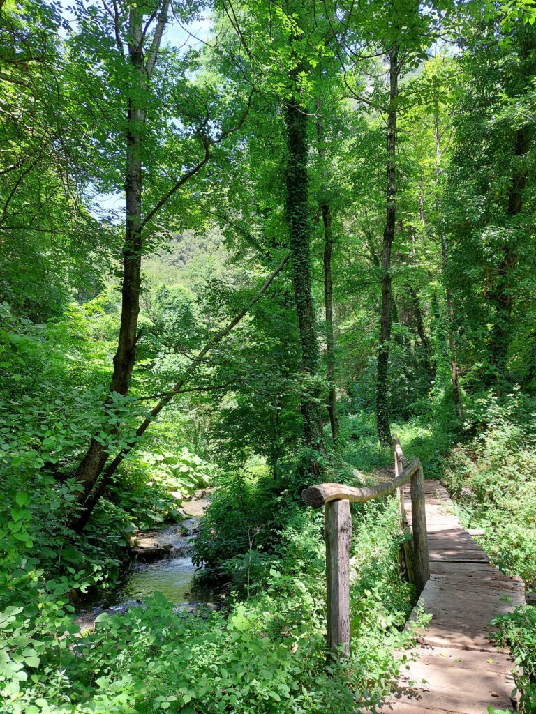 A trail running next to a stream in a forest