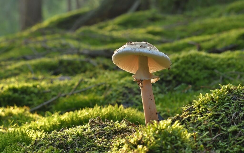 Mushroom